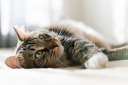 ileus simptomelor pisici și tratament
