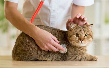 ileus simptomelor pisici și tratament