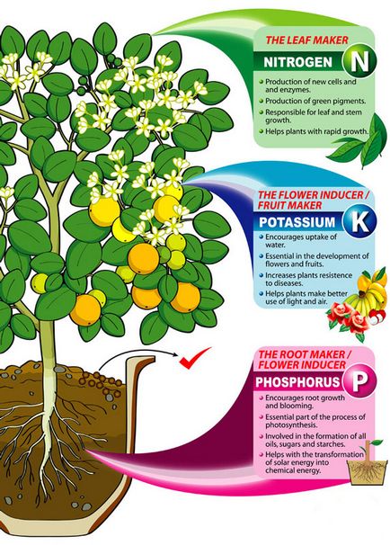 compoziția NPK, utilizarea îngrășămintelor, ceea ce face fertilizarea
