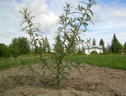 Catina - soiuri, cultivarea și întreținerea, când și cum să planteze