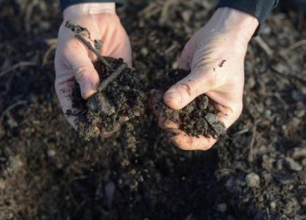 Procesarea sere de boli și dăunători de primăvară (dăunători) Procesarea sere de boli și dăunători în primăvară