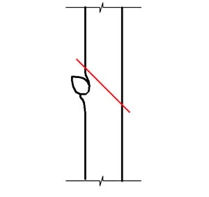 Tunderea meri în primăvară - instrucțiuni și diagrame pentru începători