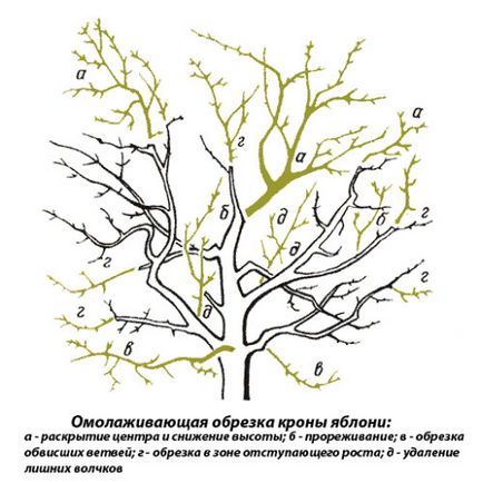 Tunderea meri în primăvară - instrucțiuni și diagrame pentru începători