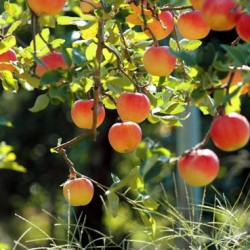 Tunderea pomilor de măr în schema de toamnă și de primăvară
