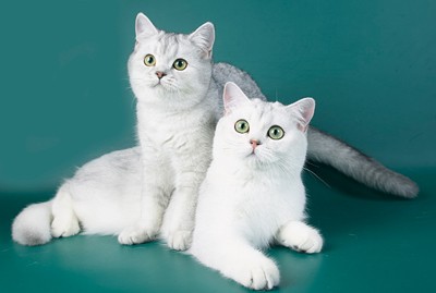 Culori de pisici britanice - pisica britanic și cel mai bun!