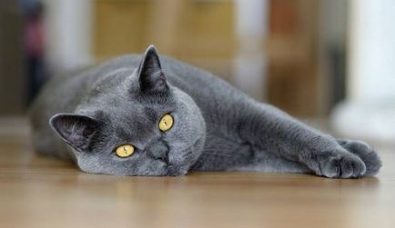 Culorile de pisici britanice cu fotografie și descriere