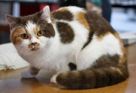 Culorile de pisici britanice cu fotografie și descriere