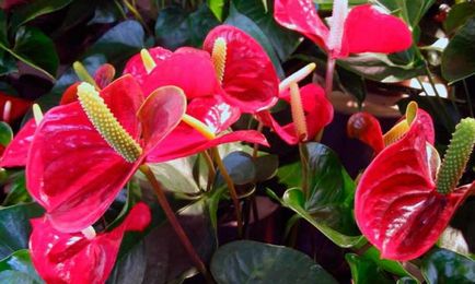 houseplants Periculoase rastyunka (periculoase) houseplants periculoase rastyunka