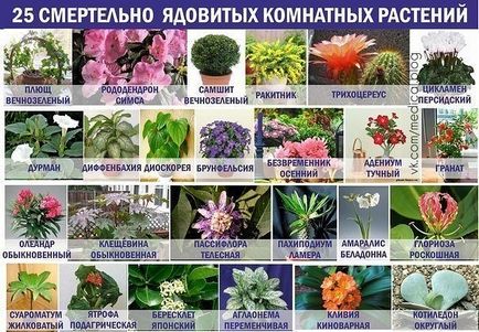 houseplants Periculoase rastyunka (plante) houseplants periculoase rastyunka