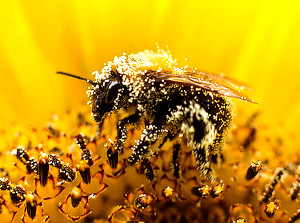 polenizarea plantelor de către albine