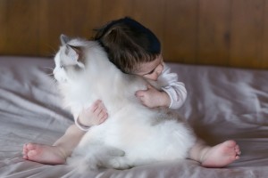 Descriere pisică ragdoll rasa, fotografie, preț, caracterul și opiniile proprietarilor