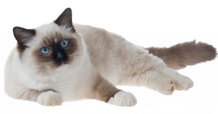 Descriere pisică ragdoll rasa, fotografie, preț, caracterul și opiniile proprietarilor