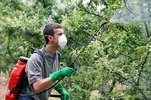 Pulverizarea pomi fructiferi după înflorire de dăunători - plante magice