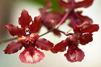 Valoarea de flori de orhidee, simbolul fiecărei orhidee fotografie culoare