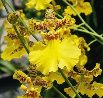 Valoarea de flori de orhidee, simbolul fiecărei orhidee fotografie culoare