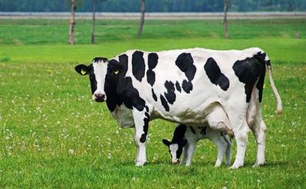 Vaca de reproducție în casă