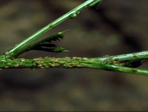 Principalele boli si daunatori arborvitae cauze, simptome și tratament