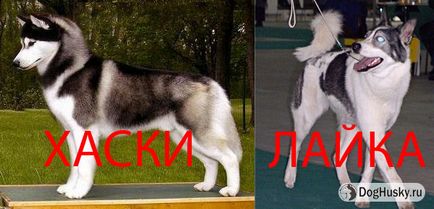 Spre deosebire de husky Husky din, descrierea detaliată și fotografii