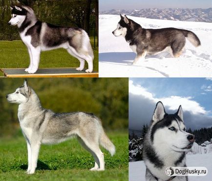 Spre deosebire de husky Husky din, descrierea detaliată și fotografii