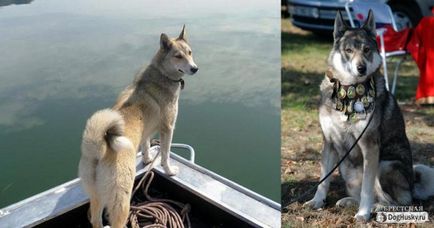 Spre deosebire de husky Husky din, descrierea detaliată și fotografii