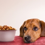 Lipsa poftei de mâncare în câine ce să facă în cazul în care câinele are un apetit scazut