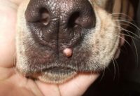 Papiloame la câini fotografie, tratament papilomatoza, cauzele și simptomele (animalele de companie) Papiloame la câini fotografie, tratament papilomatoza, cauze și simptome
