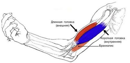 Spider îndoind biceps și brachialis - leagăn de arme