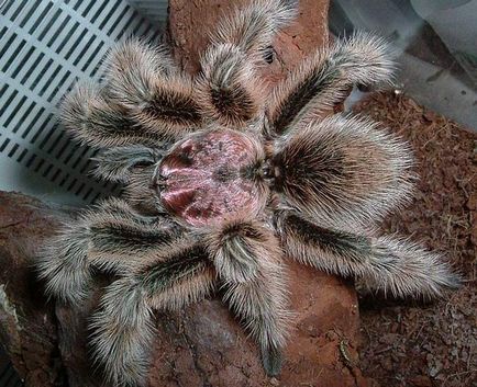 Spider tarantula stil de viață, nutriție, reproducție