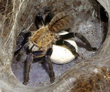 Spider tarantula stil de viață, nutriție, reproducție
