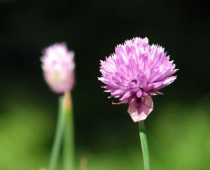 plantare de transplant si liliacul, un blog despre flora