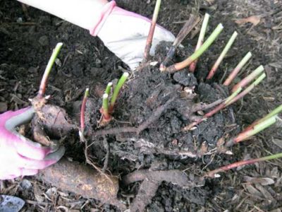 bujori de transplant, atunci când pentru a planta la un alt loc în primăvara sau toamna