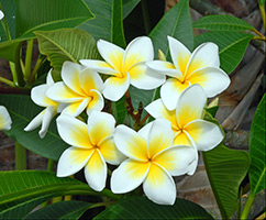 Plumeria de îngrijire la domiciliu