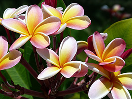 Plumeria de îngrijire la domiciliu