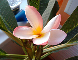 Plumeria de îngrijire la domiciliu