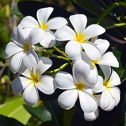 Plumeria de îngrijire la domiciliu