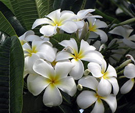 Plumeria de îngrijire la domiciliu