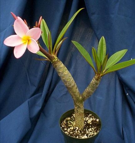 îngrijire Plumeria la domiciliu, prin transfer, reproducere, boala