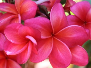 îngrijire Plumeria la domiciliu, prin transfer, reproducere, boala