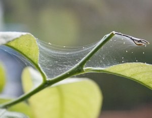 îngrijire Plumeria la domiciliu, prin transfer, reproducere, boala