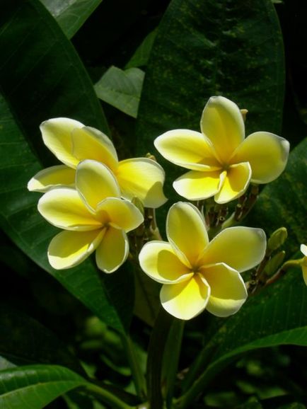 îngrijire Plumeria la domiciliu, prin transfer, reproducere, boala