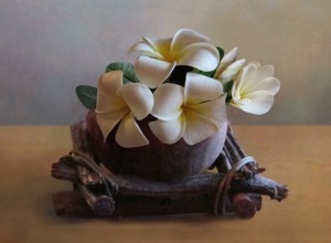 îngrijire Plumeria la domiciliu, prin transfer, reproducere, boala