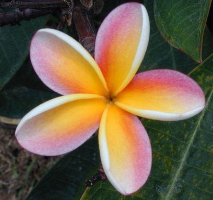 Plumeria la domiciliu