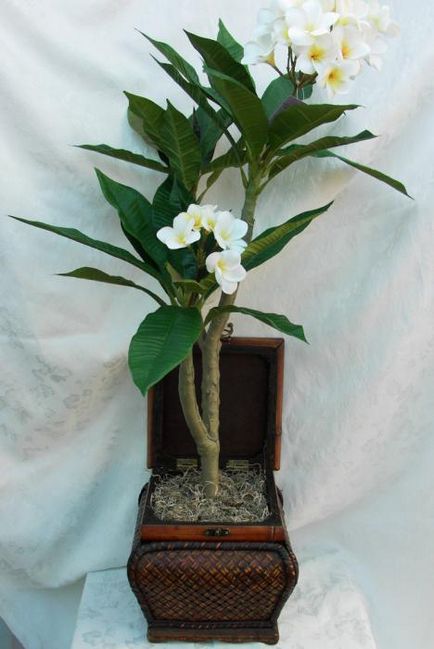 Plumeria la domiciliu