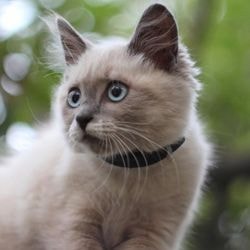 De ce pisicile urchat despre toate pisicile și pisicile cu dragoste