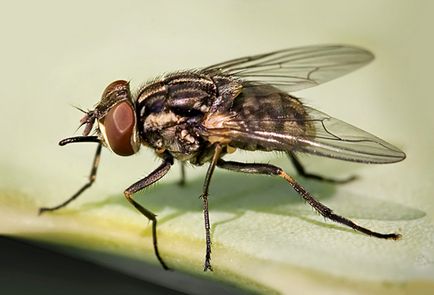 De ce musca zboară în toamna și periculoase decât mușcături