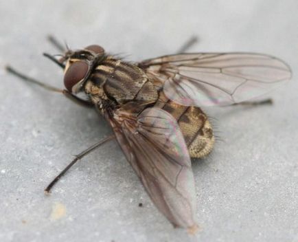 De ce zboară musca în luna august (vara târzie) și toamna