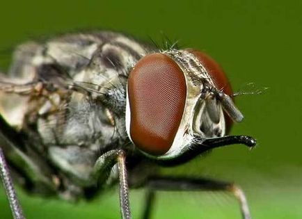 De ce zboară musca în luna august (vara târzie) și toamna