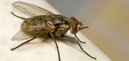 De ce musca zboară în luna august (vara târzie) și toamna