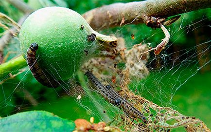 De ce web poate apărea pe pomii fructiferi - secretele de grădinărit