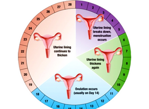 De ce înainte de menstruație vreau să am o mulțime de motive în ciclul menstrual